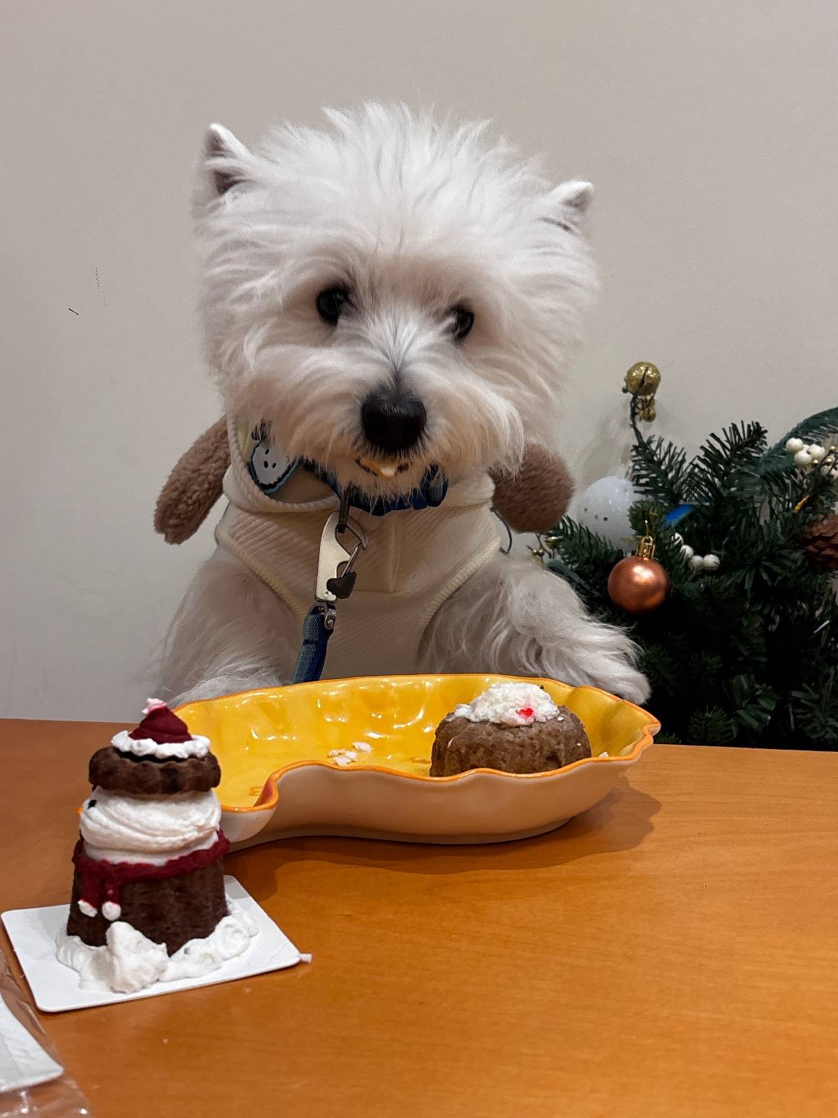 餐”：按狗狗的体重收费多种宠物鲜食和蛋糕