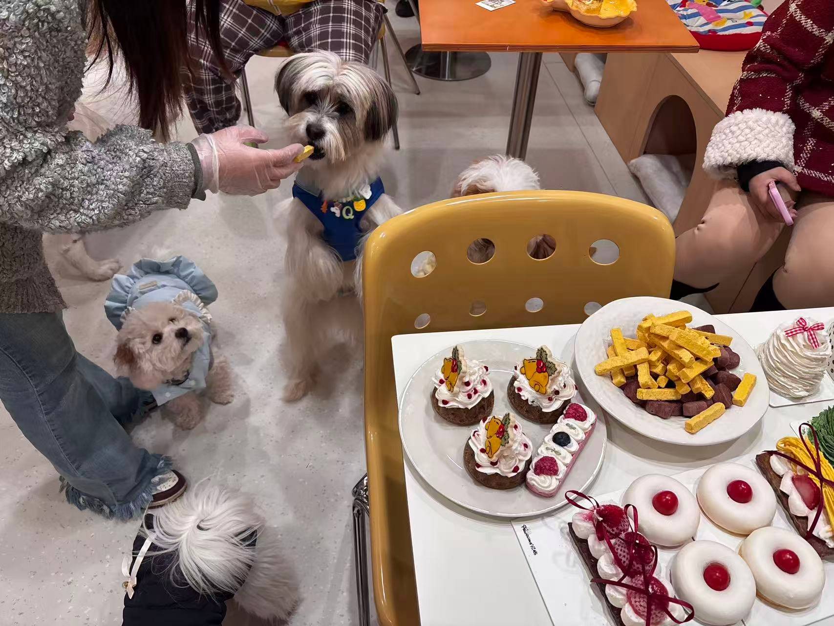 餐”：按狗狗的体重收费多种宠物鲜食和蛋糕不限量CQ9电子有限公司武汉一宠物餐厅推出“小狗自助(图3)