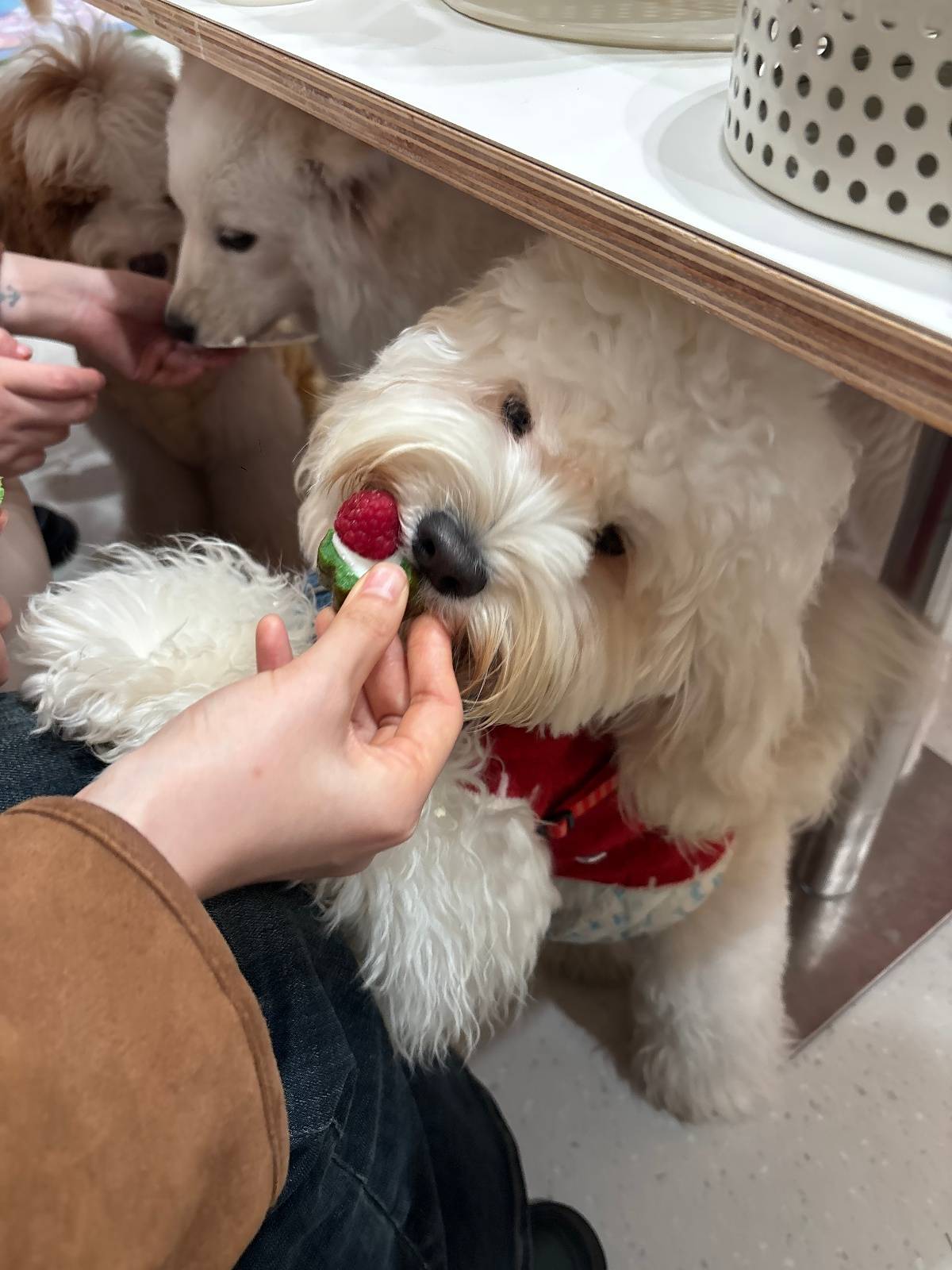 餐”：按狗狗的体重收费多种宠物鲜食和蛋糕不限量CQ9电子有限公司武汉一宠物餐厅推出“小狗自助(图4)