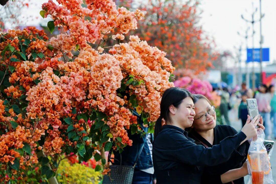 夸张！陈村花市9次上央视！(图1)