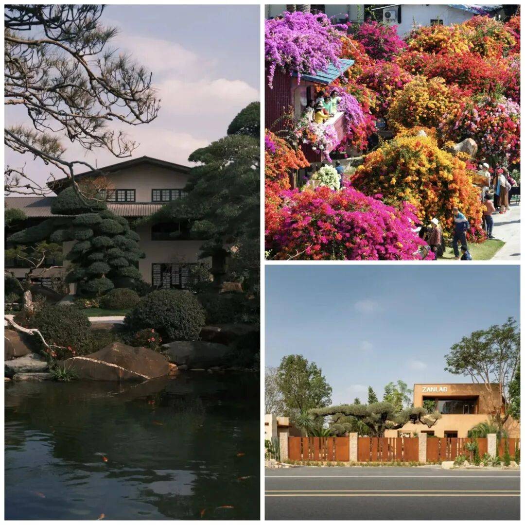 夸张！陈村花市9次上央视！(图11)