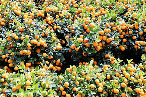 夸张！陈村花市9次上央视！(图14)